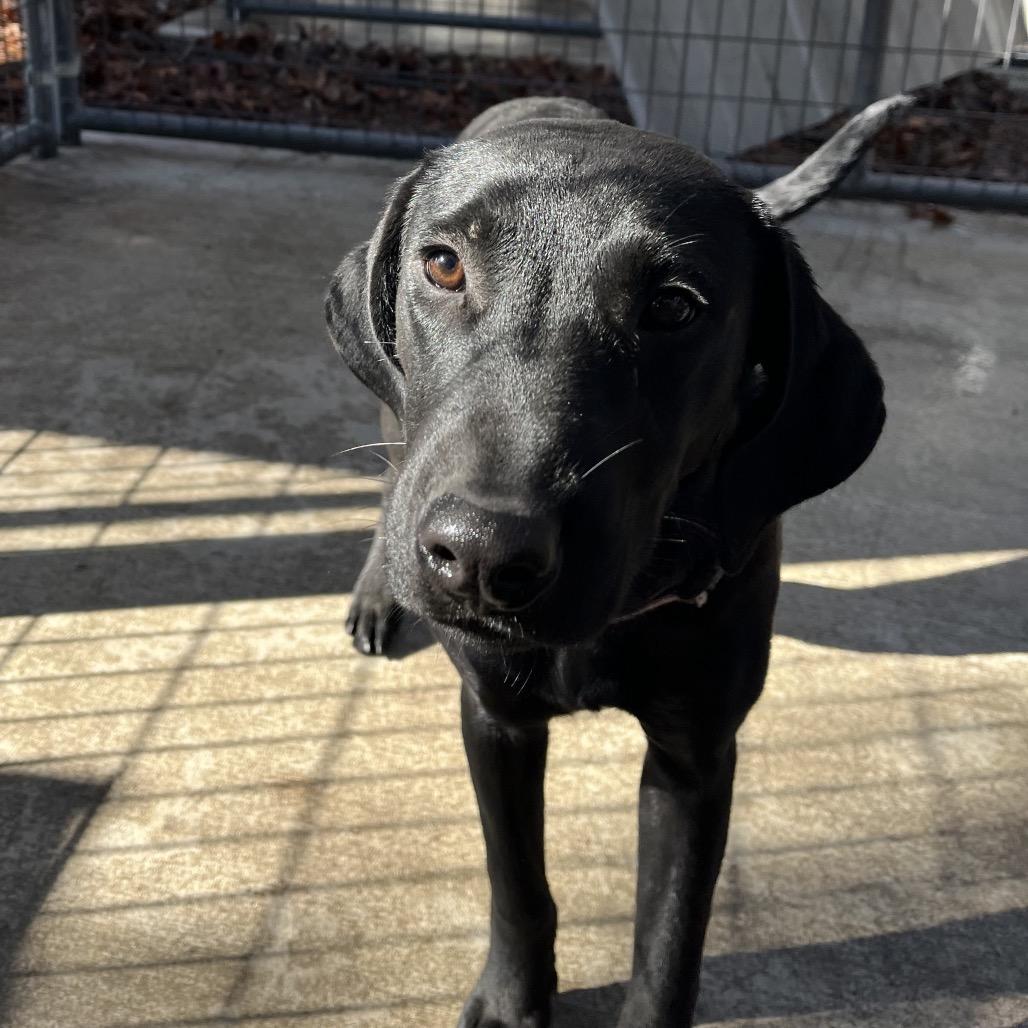 Lucy, a Adoptable mixed breed in Smithfield, NC image 2/4