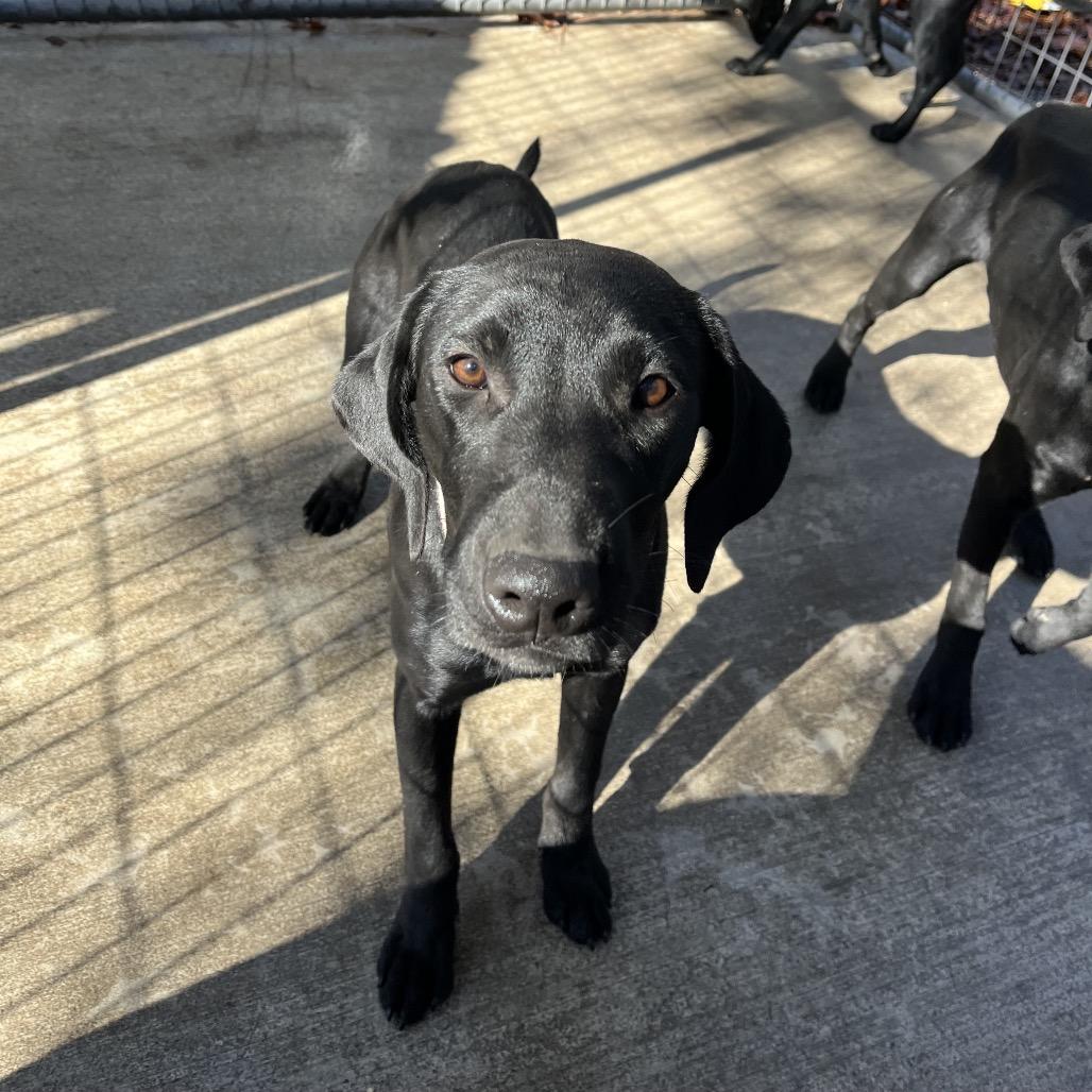 Lucy, a Adoptable mixed breed in Smithfield, NC image 3/4