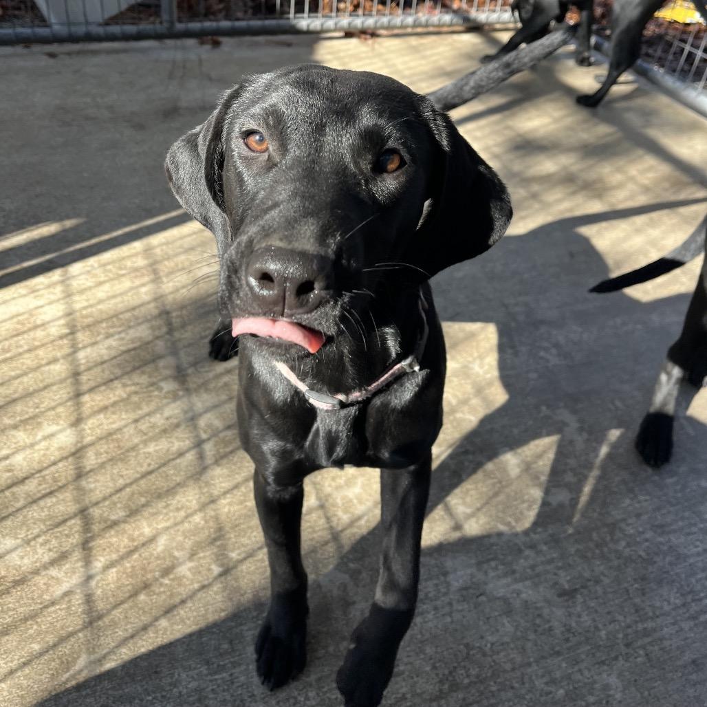 Lucy, a Adoptable mixed breed in Smithfield, NC image 4/4