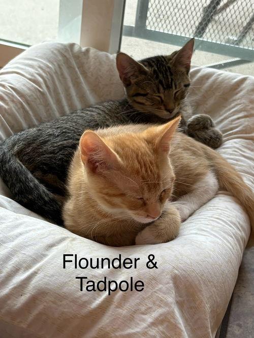 Tadpole, a Adoptable mixed breed in Sheboygan, WI image 2/2