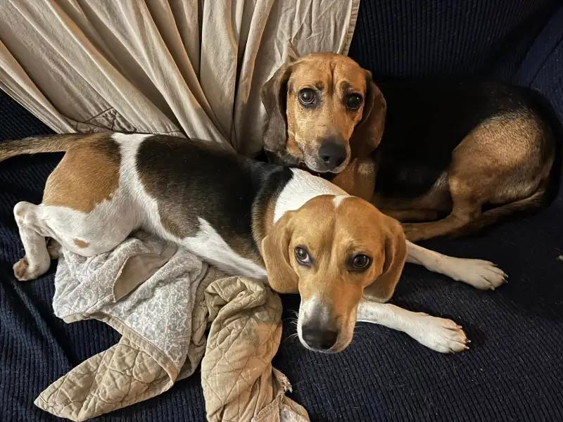 Grover Onslow, a Adoptable Beagle in Waldorf, MD image 2/3