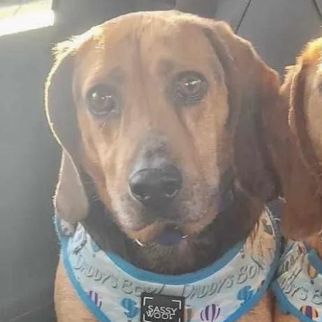 Grover Onslow, Adoptable, Adult Male Beagle.