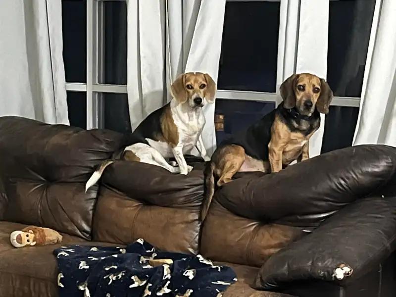 Grover Onslow, a Adoptable Beagle in Waldorf, MD image 3/3