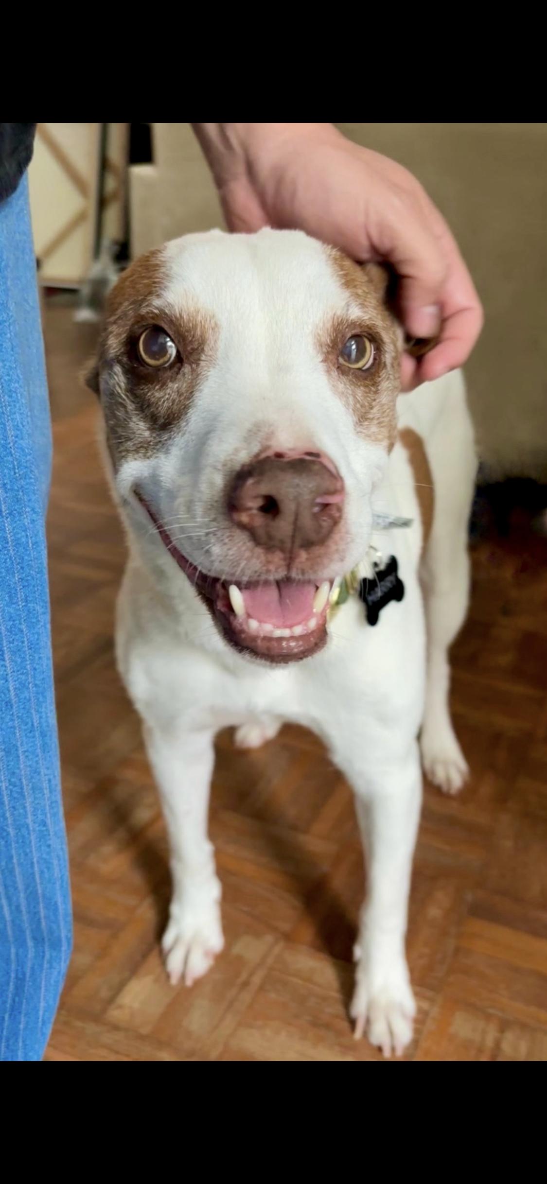 Enlarge Harry, a ADOPTABLE mixed breed in North Hollywood, CA image 1/5