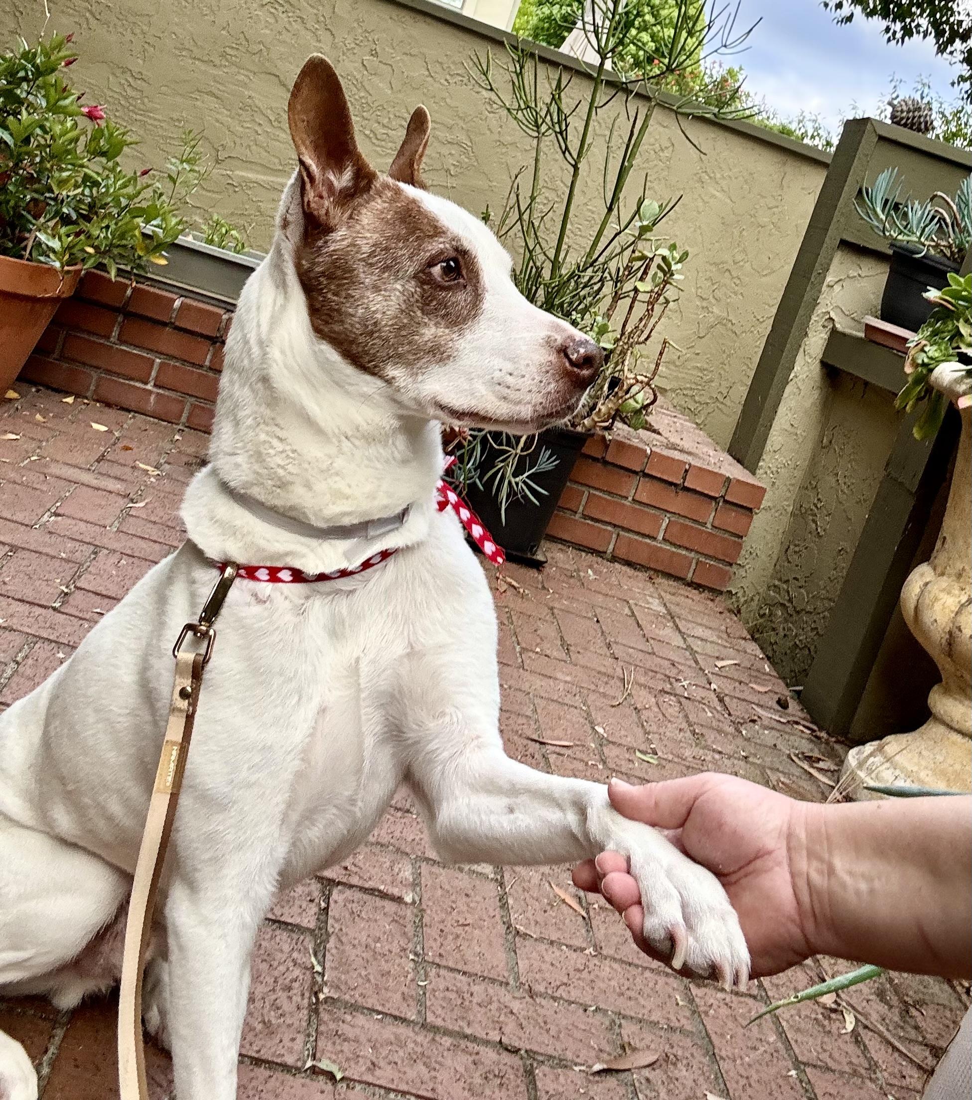 Enlarge Harry, a ADOPTABLE mixed breed in North Hollywood, CA image 2/5