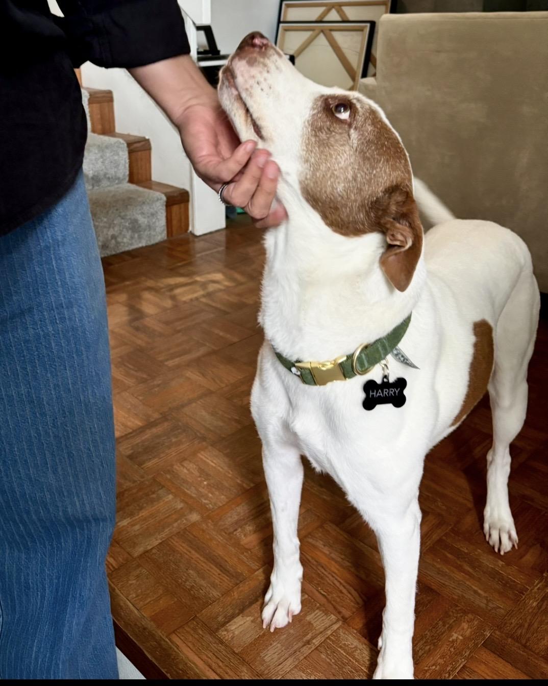 Enlarge Harry, a ADOPTABLE mixed breed in North Hollywood, CA image 5/5