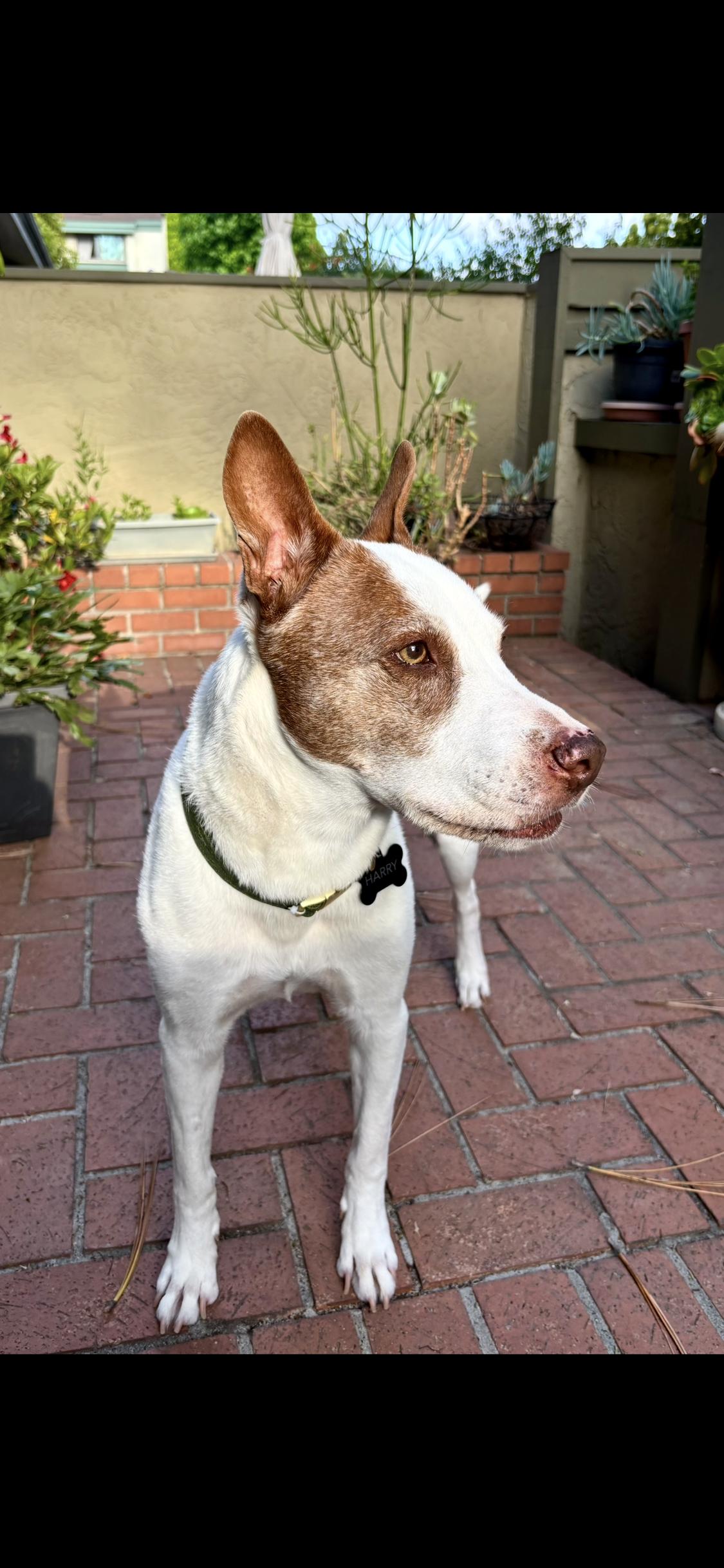 Enlarge Harry, a ADOPTABLE mixed breed in North Hollywood, CA image 4/5