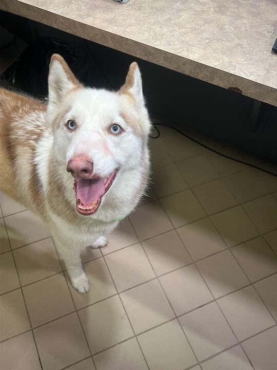 Enlarge Deoge, a ADOPTABLE Husky in Jackson, MI image 3/4