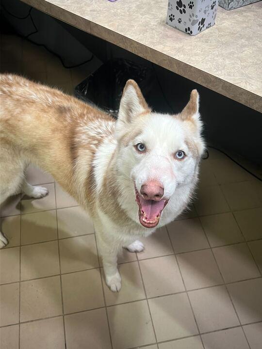 Enlarge Deoge, a ADOPTABLE Husky in Jackson, MI image 1/4