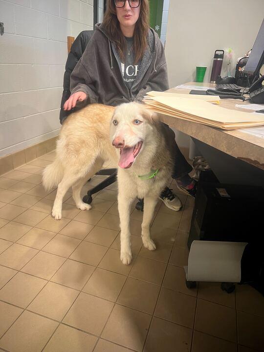 Enlarge Deoge, a ADOPTABLE Husky in Jackson, MI image 2/4