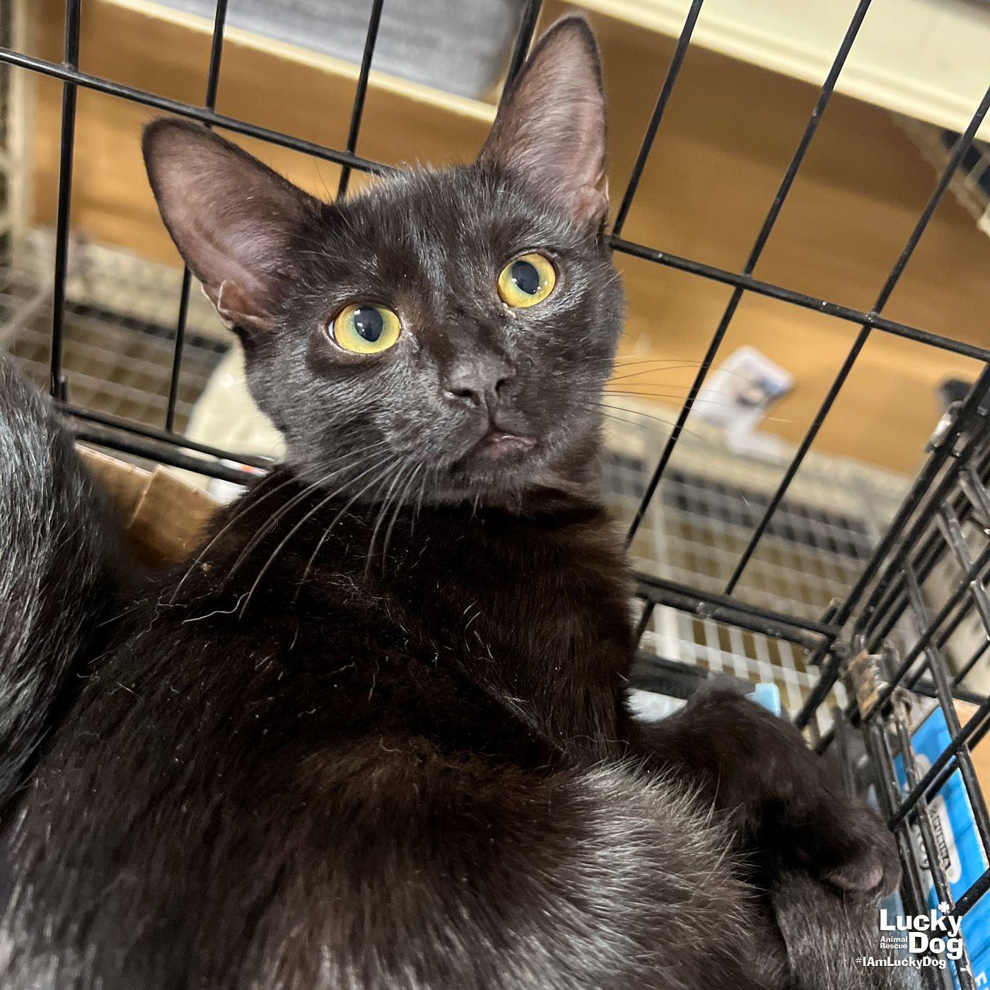 Mason, Adoptable, Young Male Domestic Short Hair.