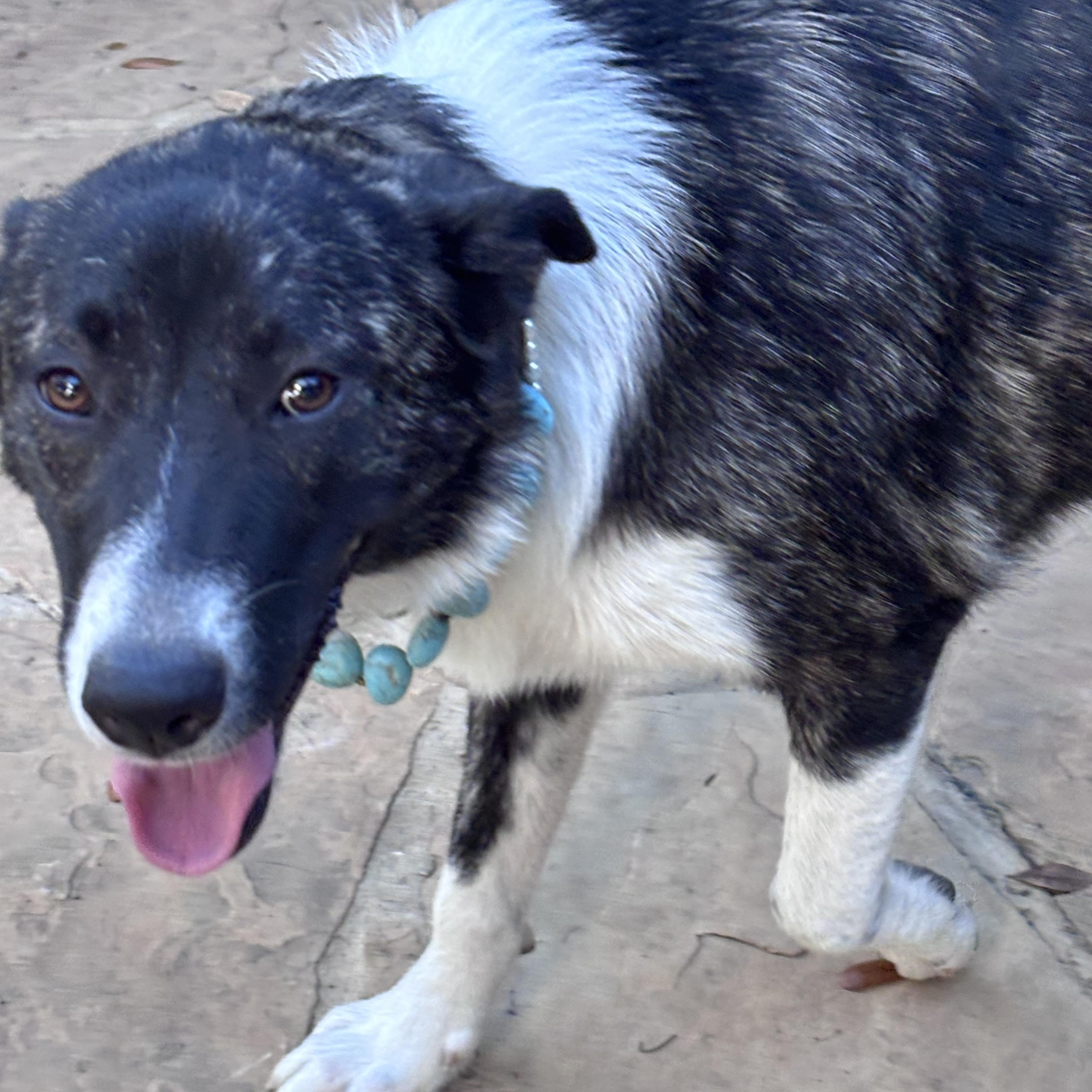 NALA aka SWEETIE (Sweet, Loving, Kind, Dogs, Kids, People-Fostering in Cornville, ME)