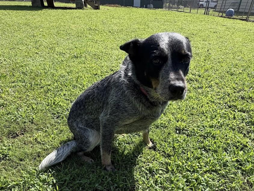 Enlarge Chili, a Adopted Australian Cattle Dog / Blue Heeler in Cedar Bluff, AL image 1/4