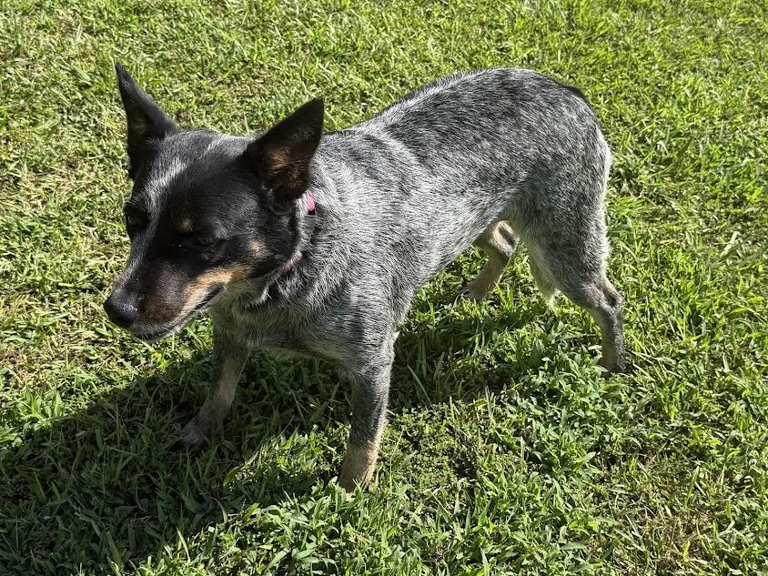 Enlarge Chili, a Adopted Australian Cattle Dog / Blue Heeler in Cedar Bluff, AL image 2/4