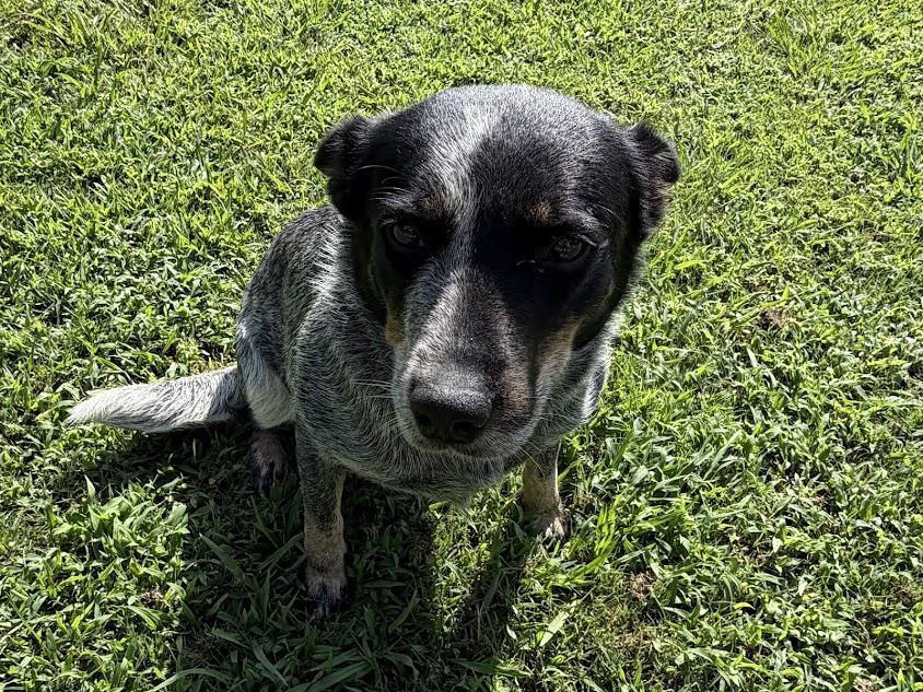 Enlarge Chili, a Adopted Australian Cattle Dog / Blue Heeler in Cedar Bluff, AL image 3/4