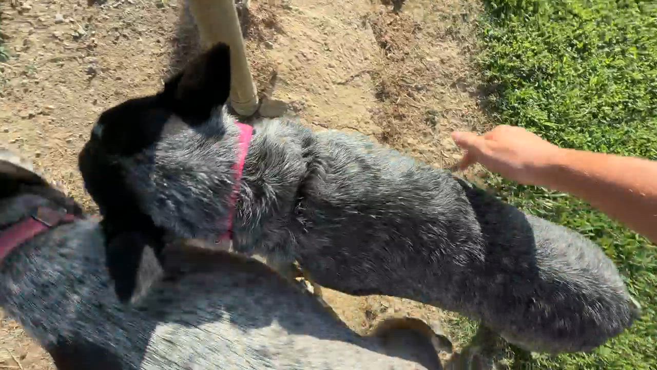 Enlarge Chili, a Adopted Australian Cattle Dog / Blue Heeler in Cedar Bluff, AL video 4/4