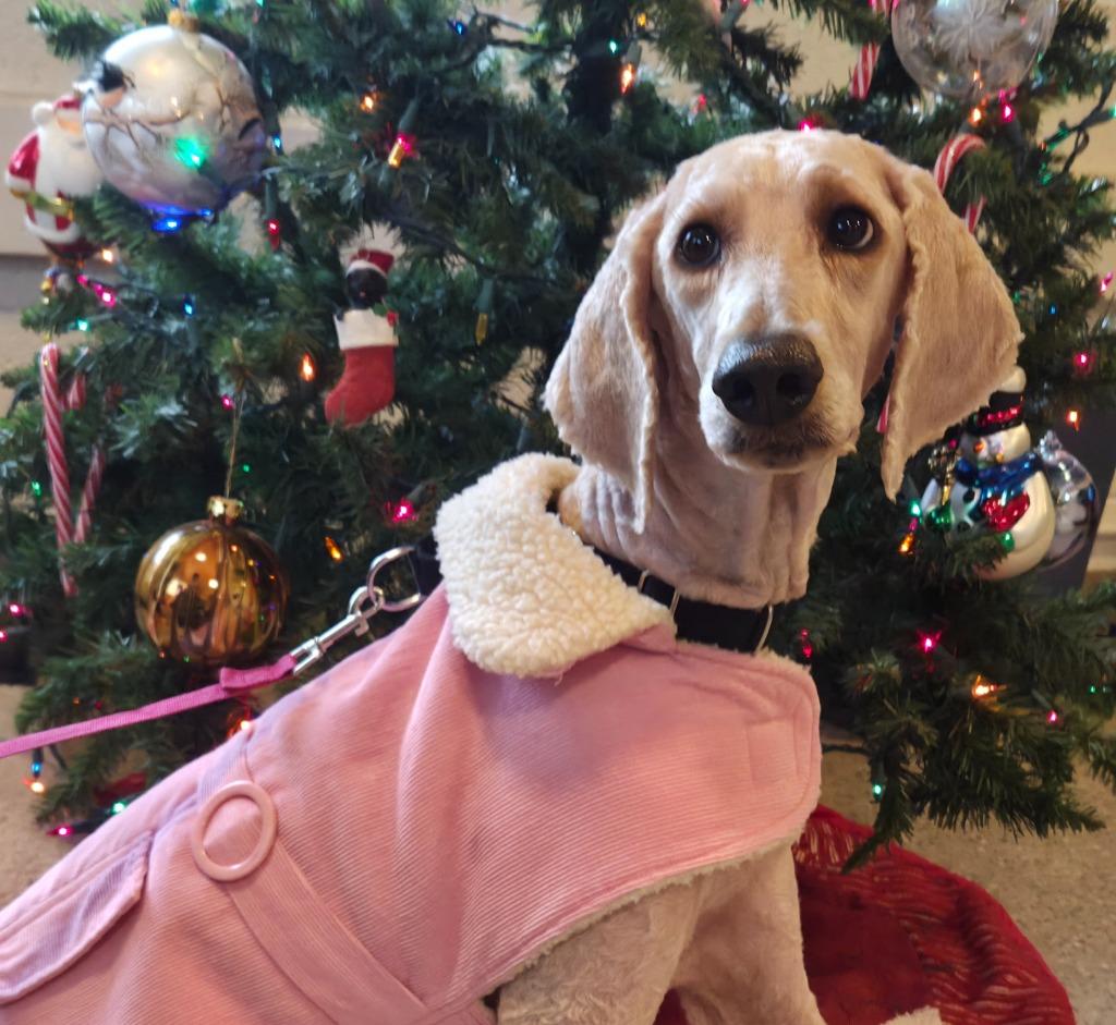 Enlarge Lexi, a Adoptable Poodle in Gold Beach, OR image 1/1