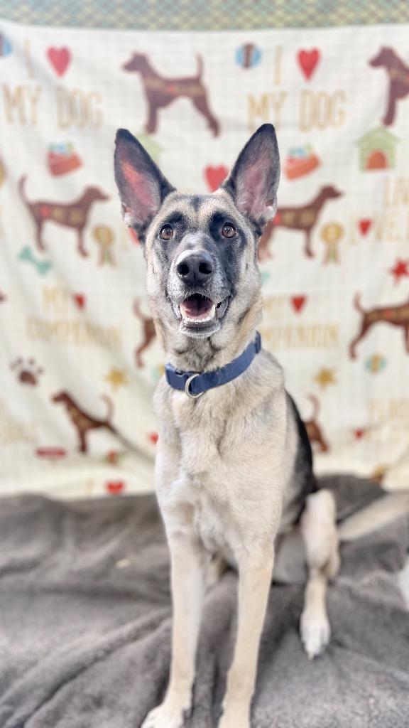 Annie, Adoptable, Adult Female German Shepherd Dog.