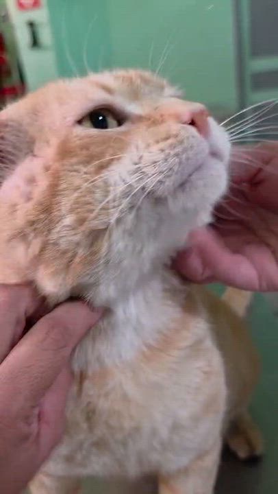 Enlarge Wilson, a Adoptable Domestic Short Hair in Boston, MA video 4/5