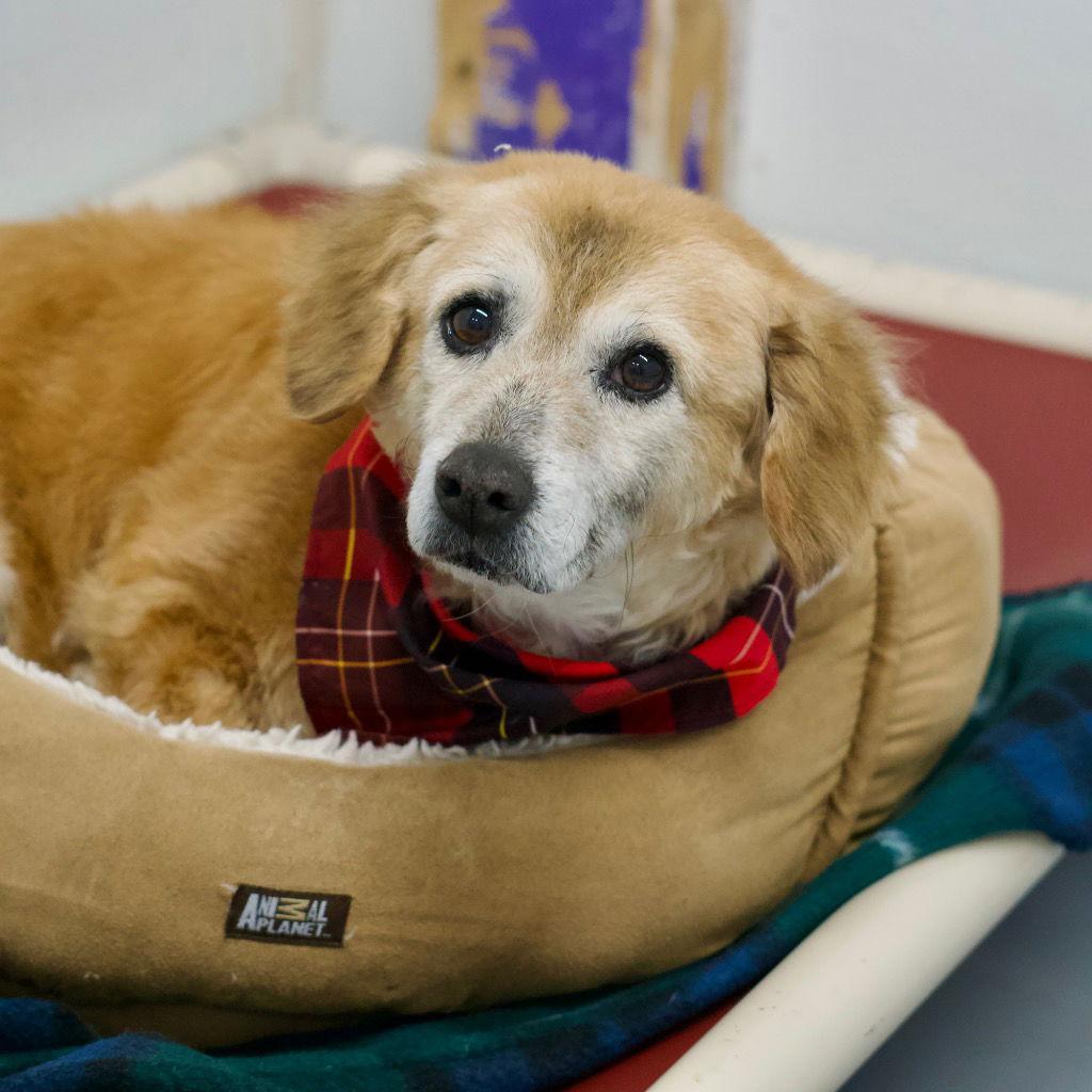 Enlarge Jasmin, a Adoptable mixed breed in Saint George, UT image 1/3