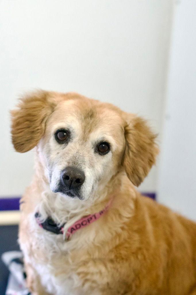 Enlarge Jasmin, a Adoptable mixed breed in Saint George, UT image 2/3
