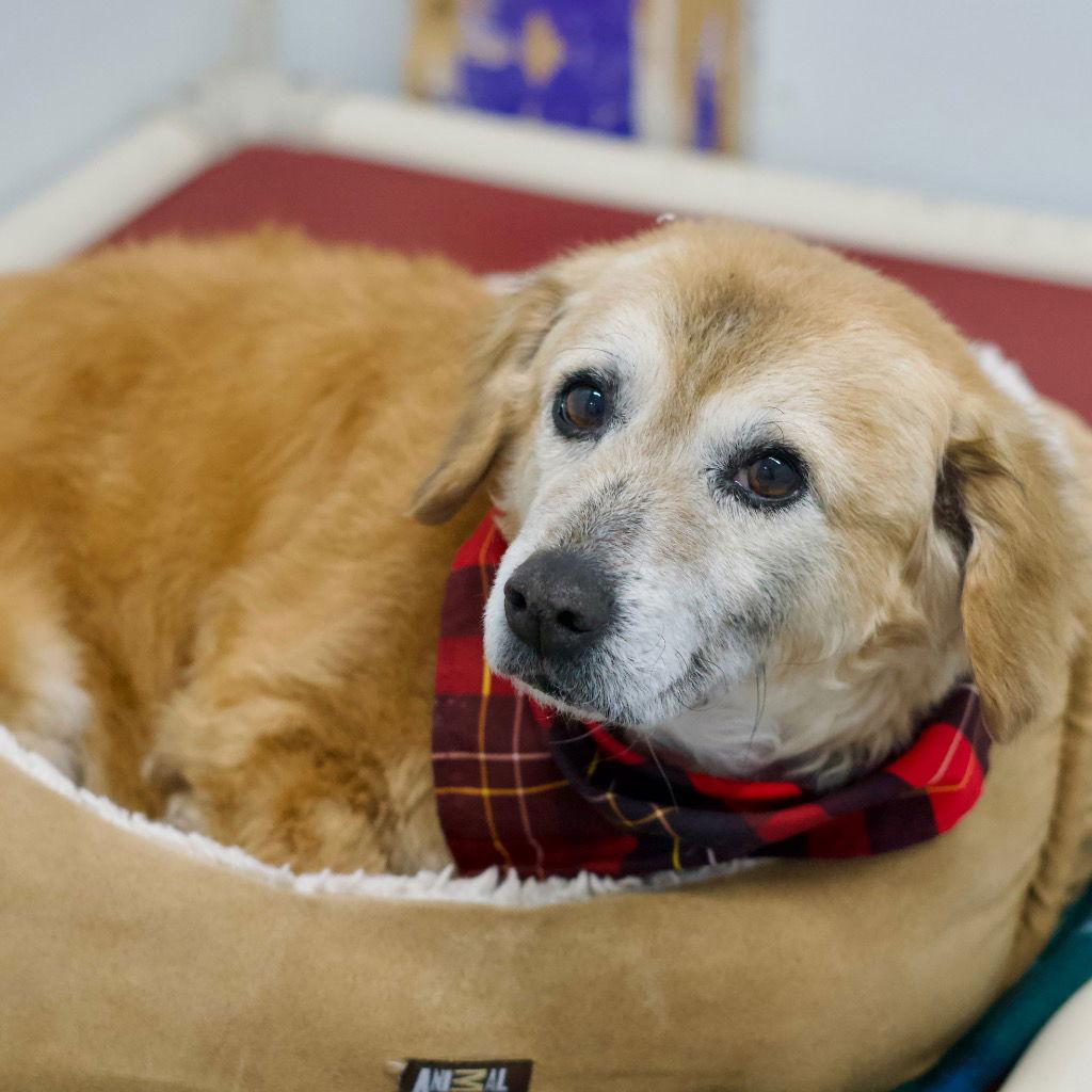 Enlarge Jasmin, a Adoptable mixed breed in Saint George, UT image 3/3