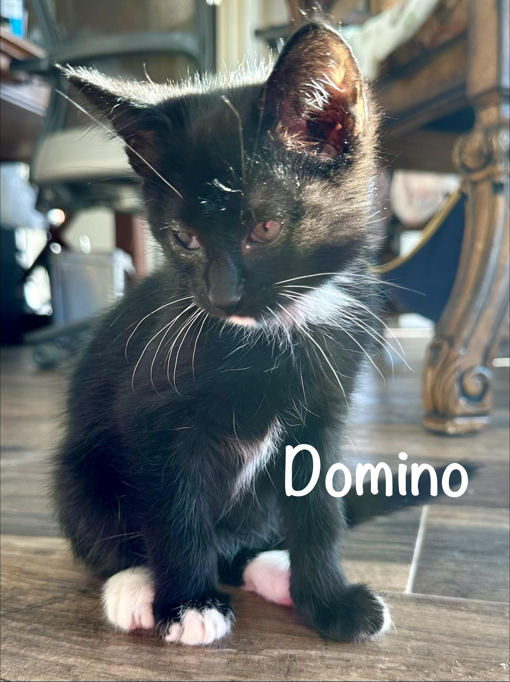 Enlarge Domino, a Adoptable Domestic Short Hair in Fort Worth, TX image 1/1