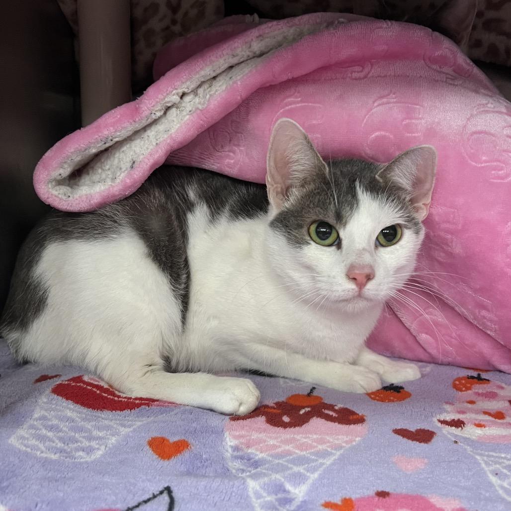Penelope Featherington, Adoptable, Young Female Domestic Short Hair.