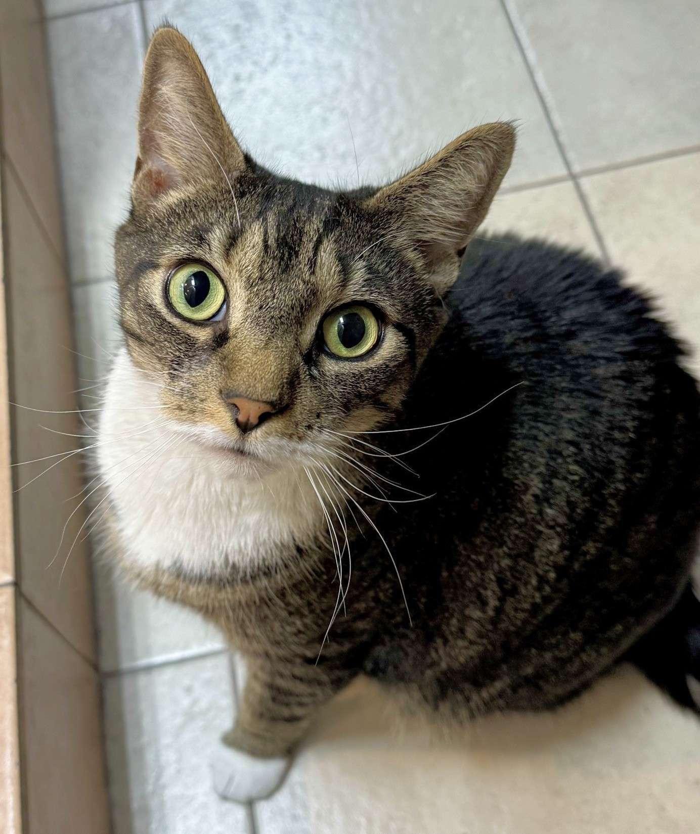 Enlarge Rocky, a Adoptable Domestic Short Hair in Seven Valleys, PA image 1/2