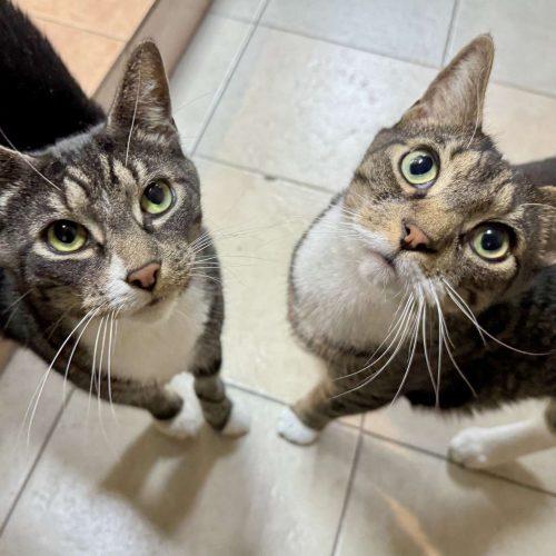 Rocky, Adoptable, Adult Male Domestic Short Hair.