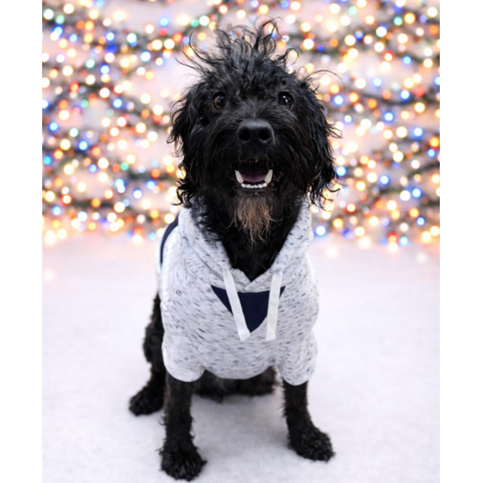 Captain Cornbread, Adoptable, Adult Male Mixed Breed & Poodle.