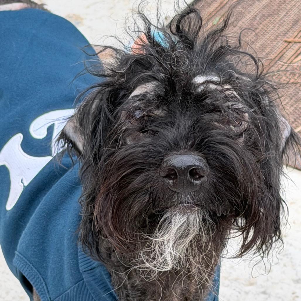 Captain Cornbread, a Adoptable mixed breed in Rockville, MD image 2/6