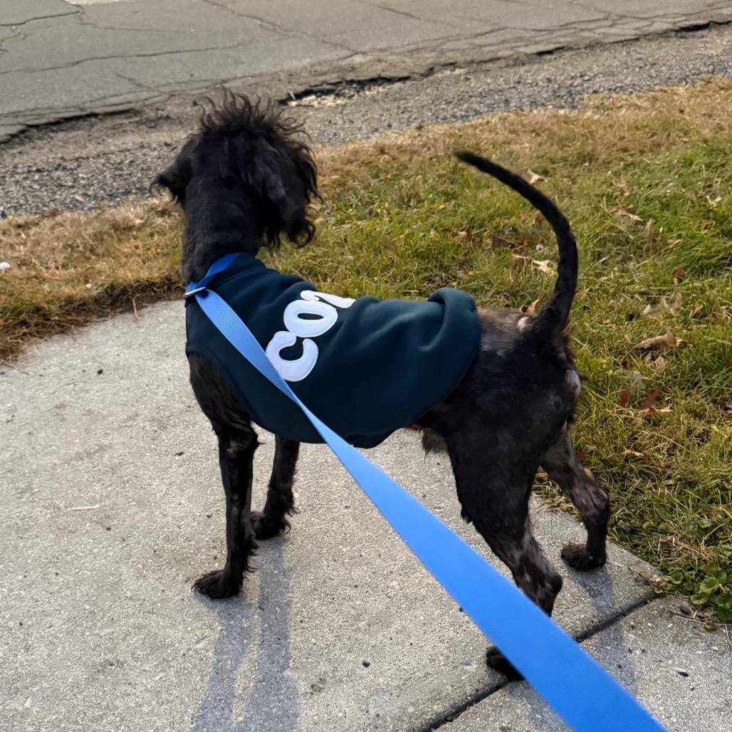 Captain Cornbread, a Adoptable mixed breed in Rockville, MD image 3/6