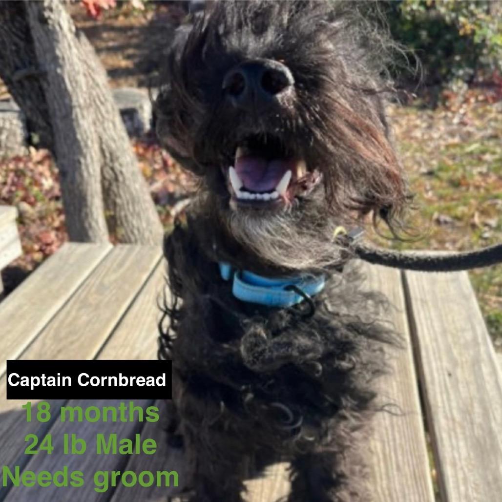 Captain Cornbread, a Adoptable mixed breed in Rockville, MD image 4/6