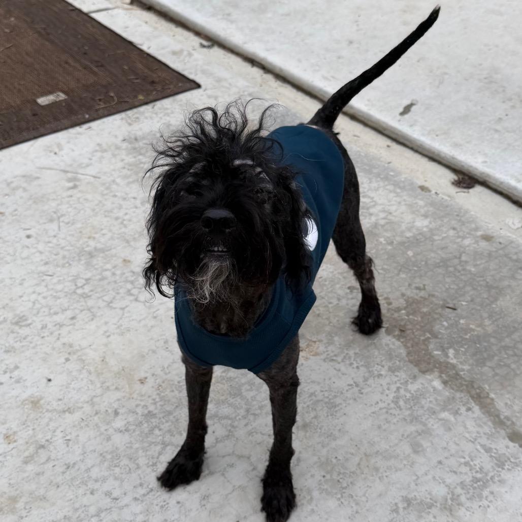 Captain Cornbread, a Adoptable mixed breed in Rockville, MD image 5/6
