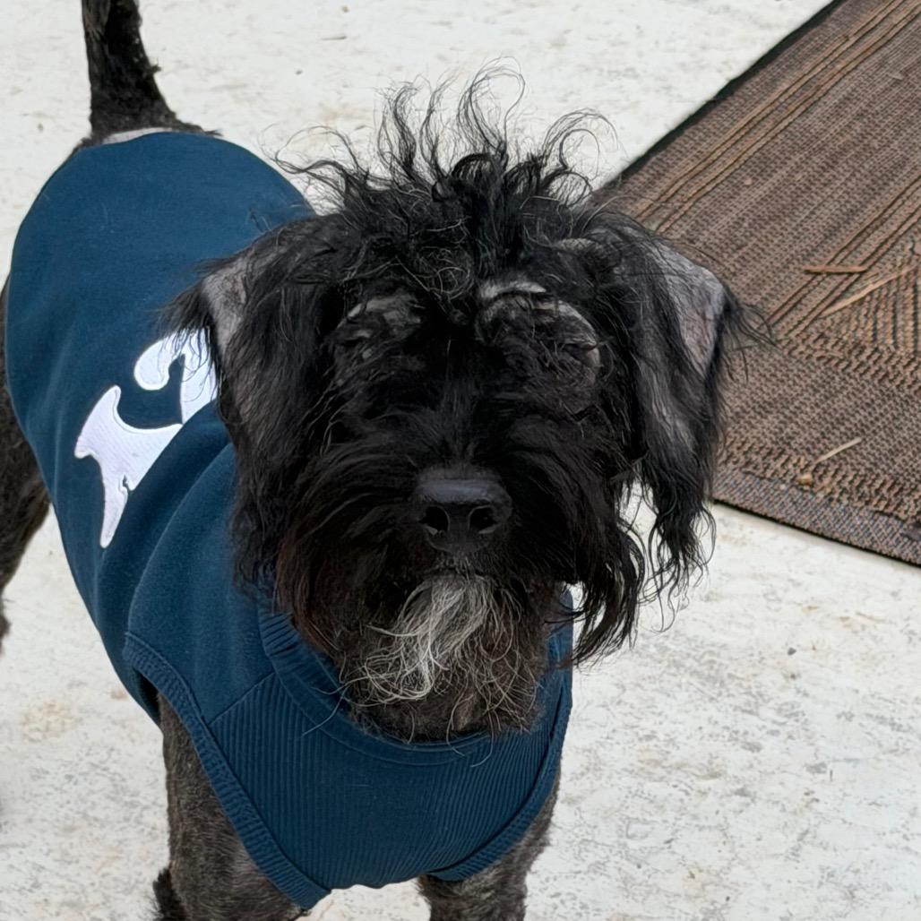 Captain Cornbread, a Adoptable mixed breed in Rockville, MD image 6/6