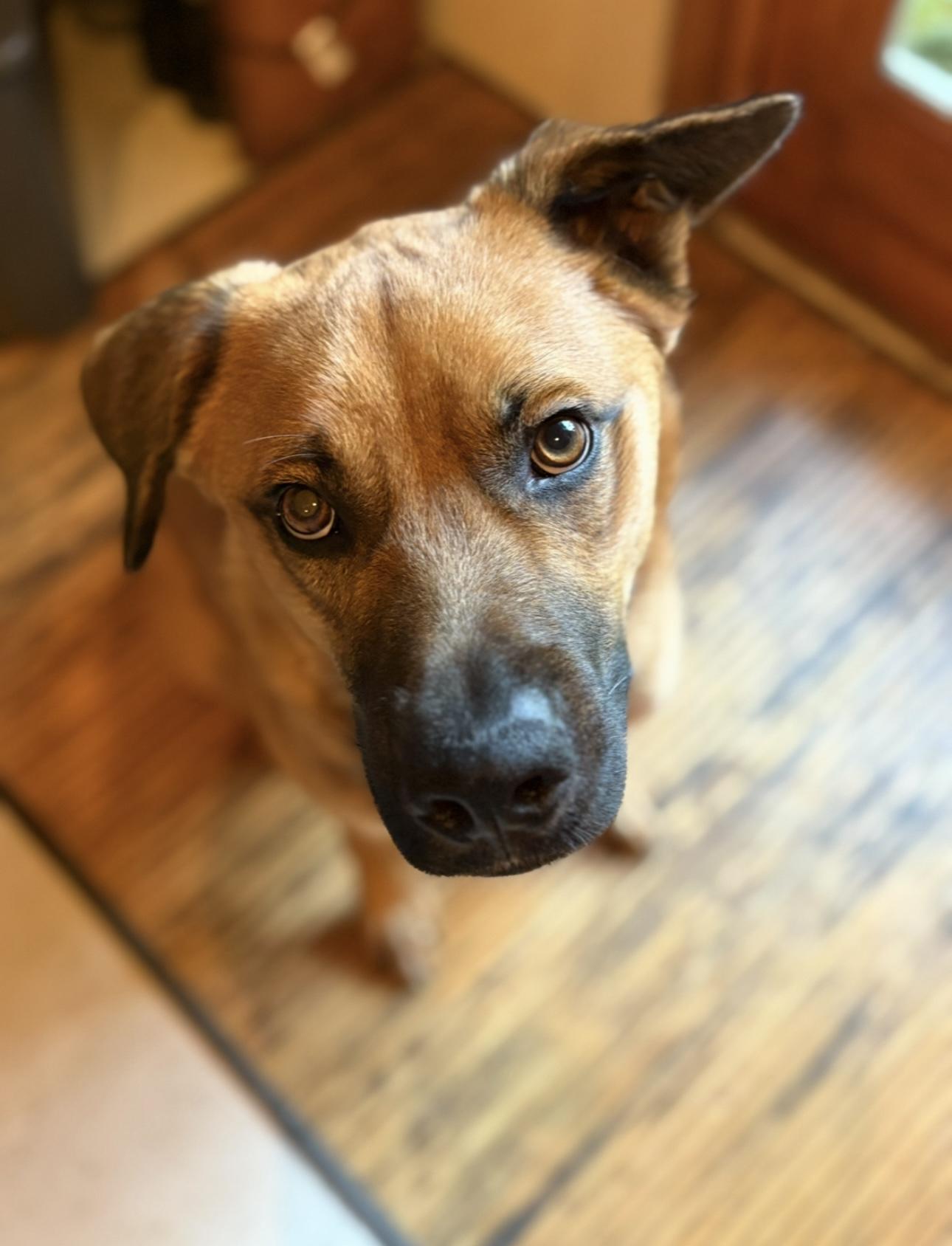 Enlarge BOWIE, a Adoptable German Shepherd Dog in Eastsound, WA image 2/6