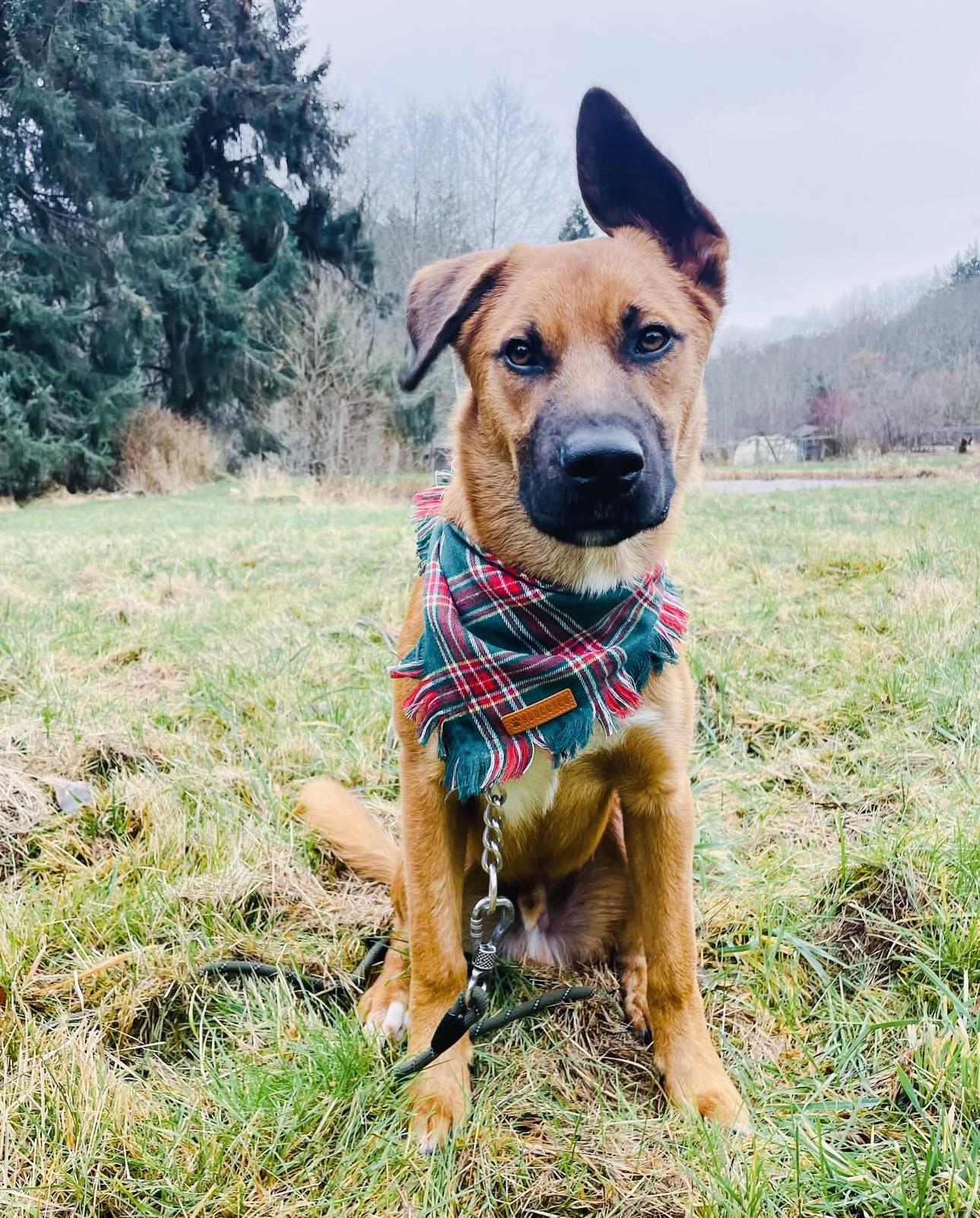 BOWIE, Adoptable, Young Male German Shepherd Dog.