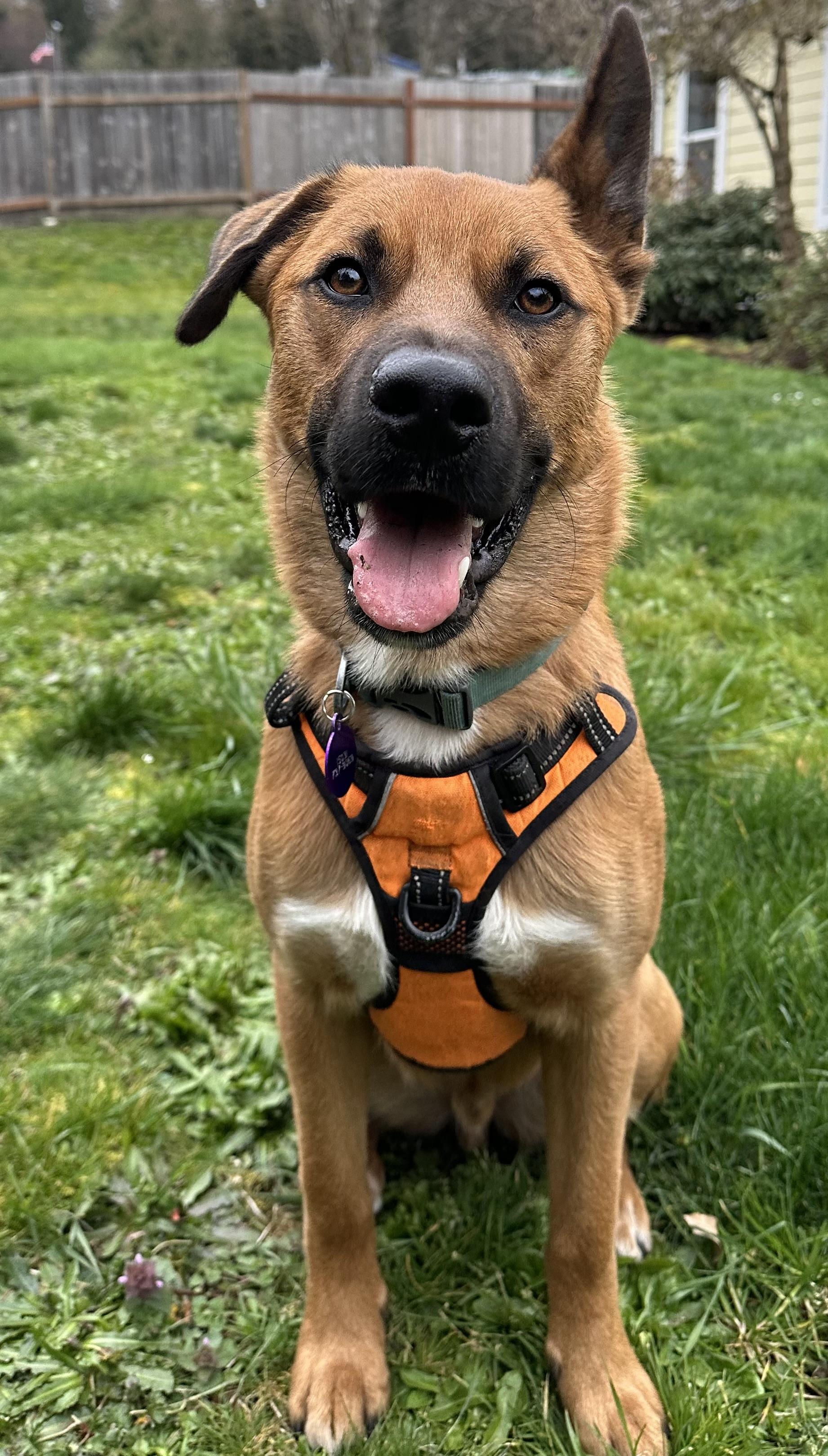 Enlarge BOWIE, a Adoptable German Shepherd Dog in Eastsound, WA image 3/6
