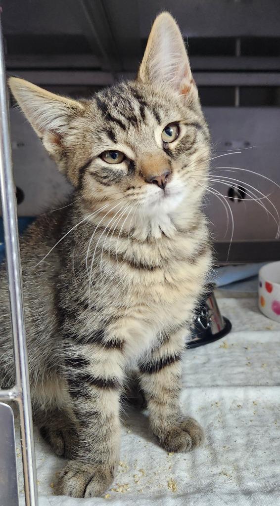 Sterling, Adoptable, Young Male Domestic Short Hair.