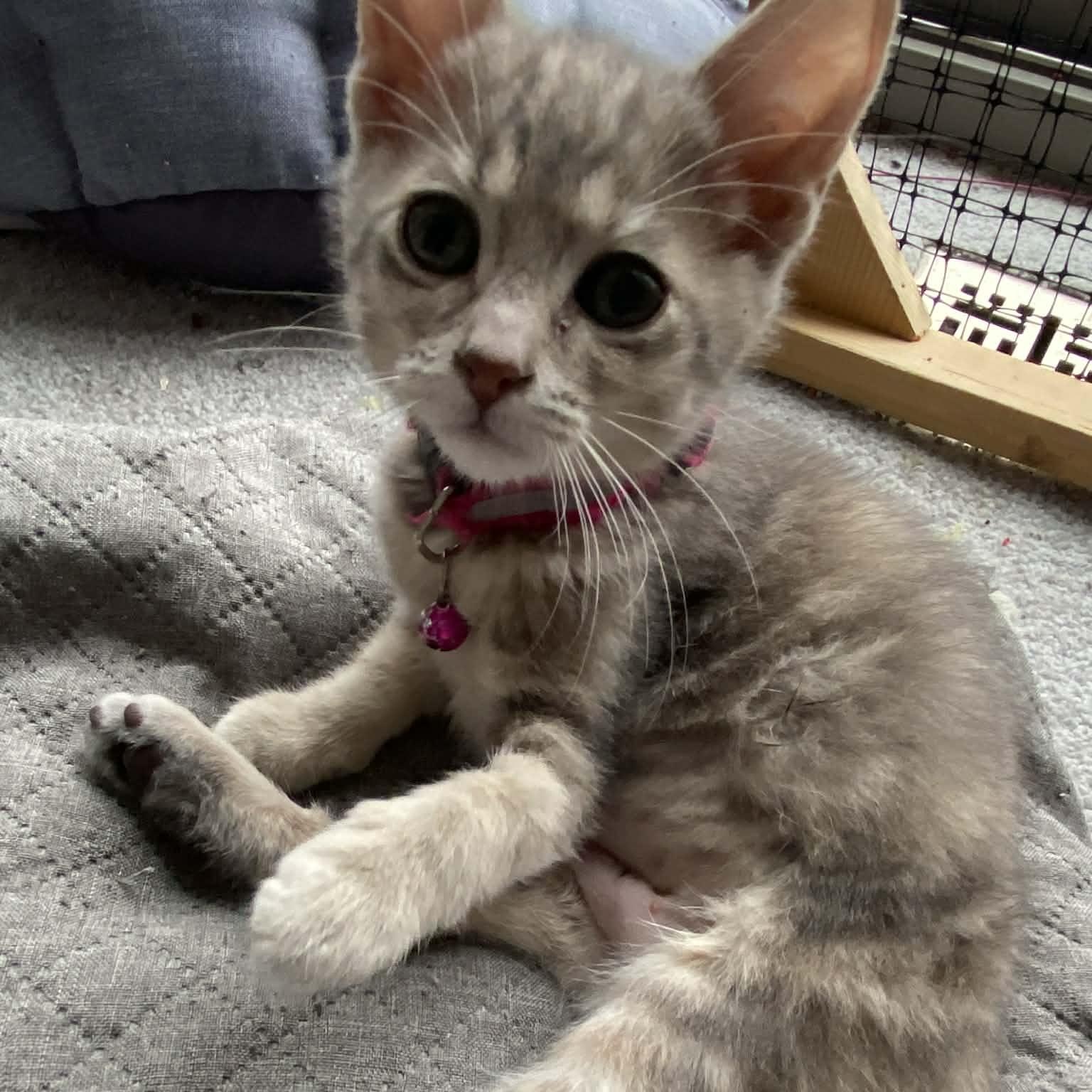 Kirby , adopted, Kitten Female Domestic Short Hair & Tabby.