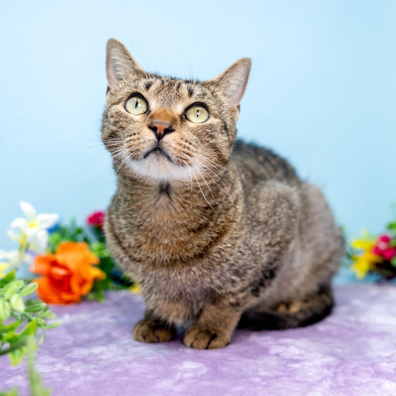 Gingersnap, Adoptable, Adult Female Domestic Short Hair.