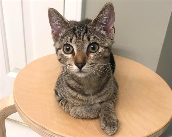 Enlarge Gingersnap, a Adoptable Domestic Short Hair in Raleigh, NC image 2/2