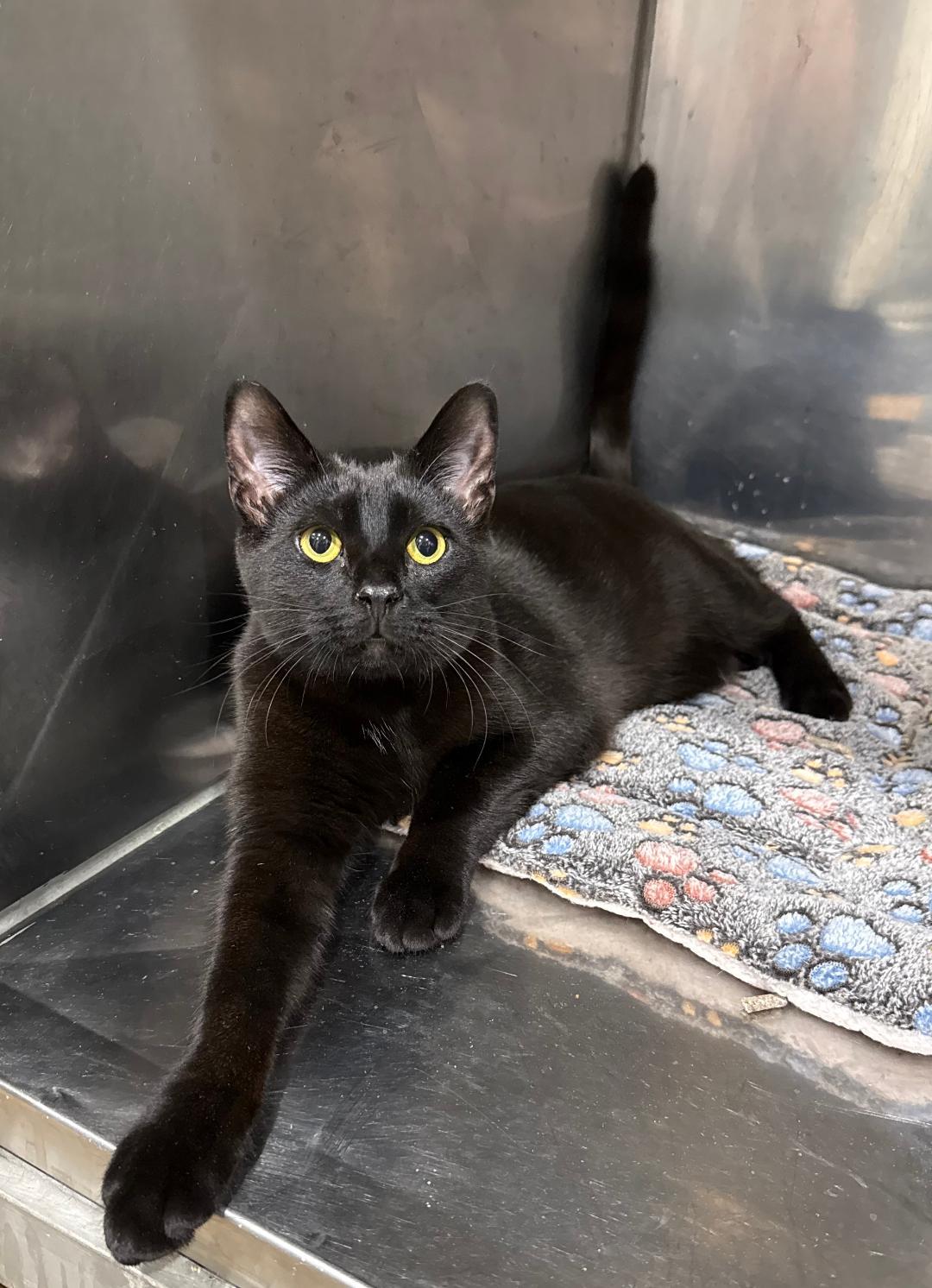 Enlarge Ben, an adoptable American Shorthair in Bridgeville, PA image 1/2