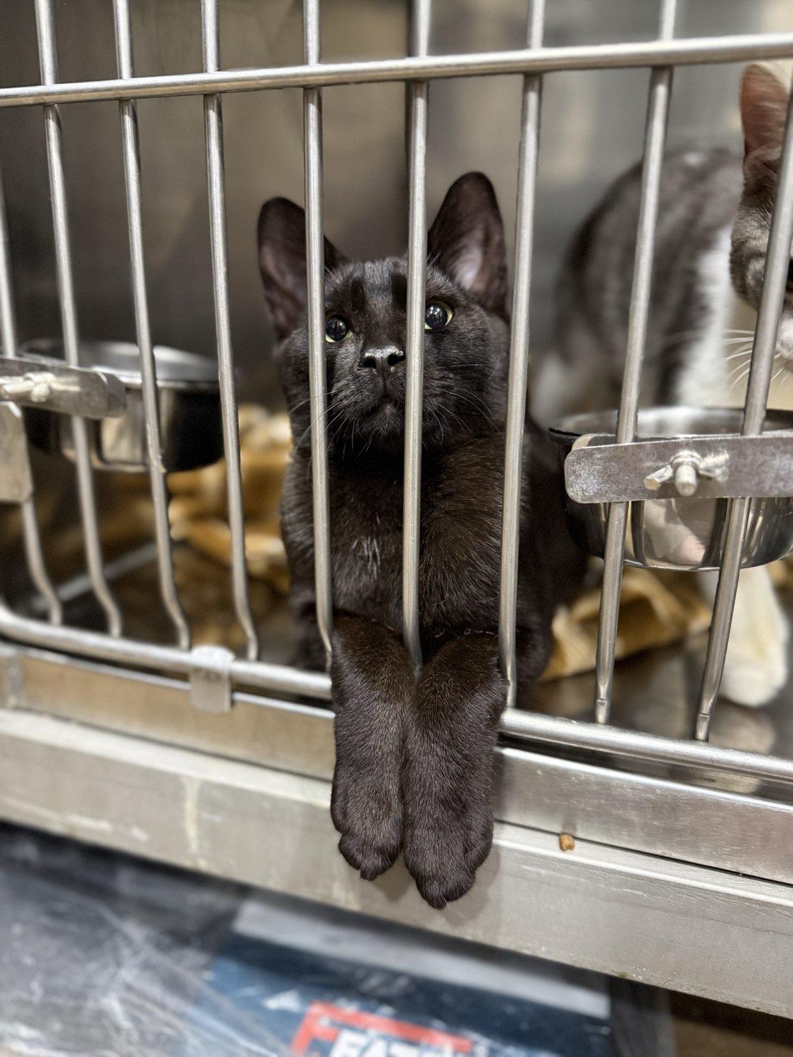 Enlarge Ben, an adoptable American Shorthair in Bridgeville, PA image 2/2