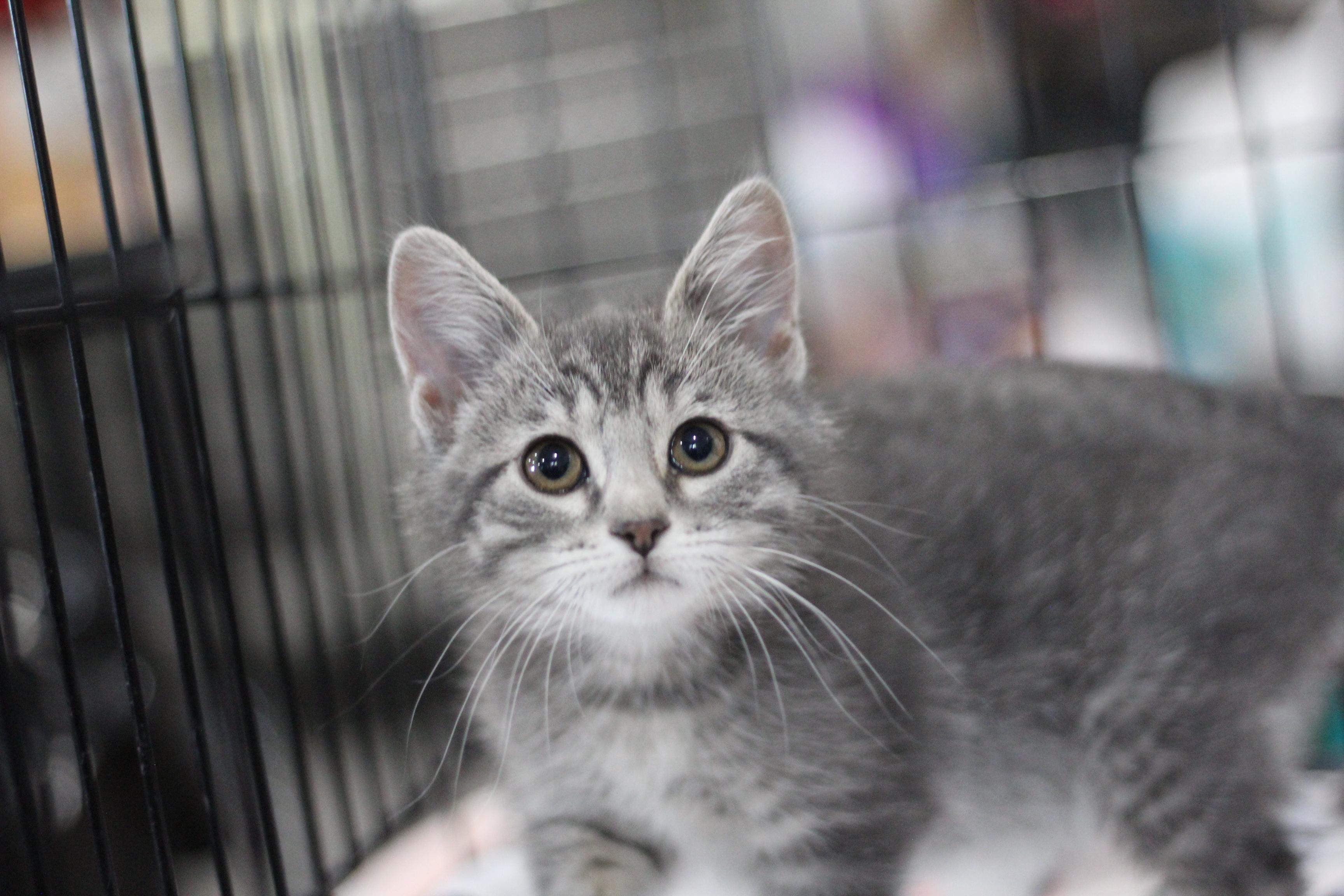 Versace, adopted, Kitten Female Domestic Short Hair.