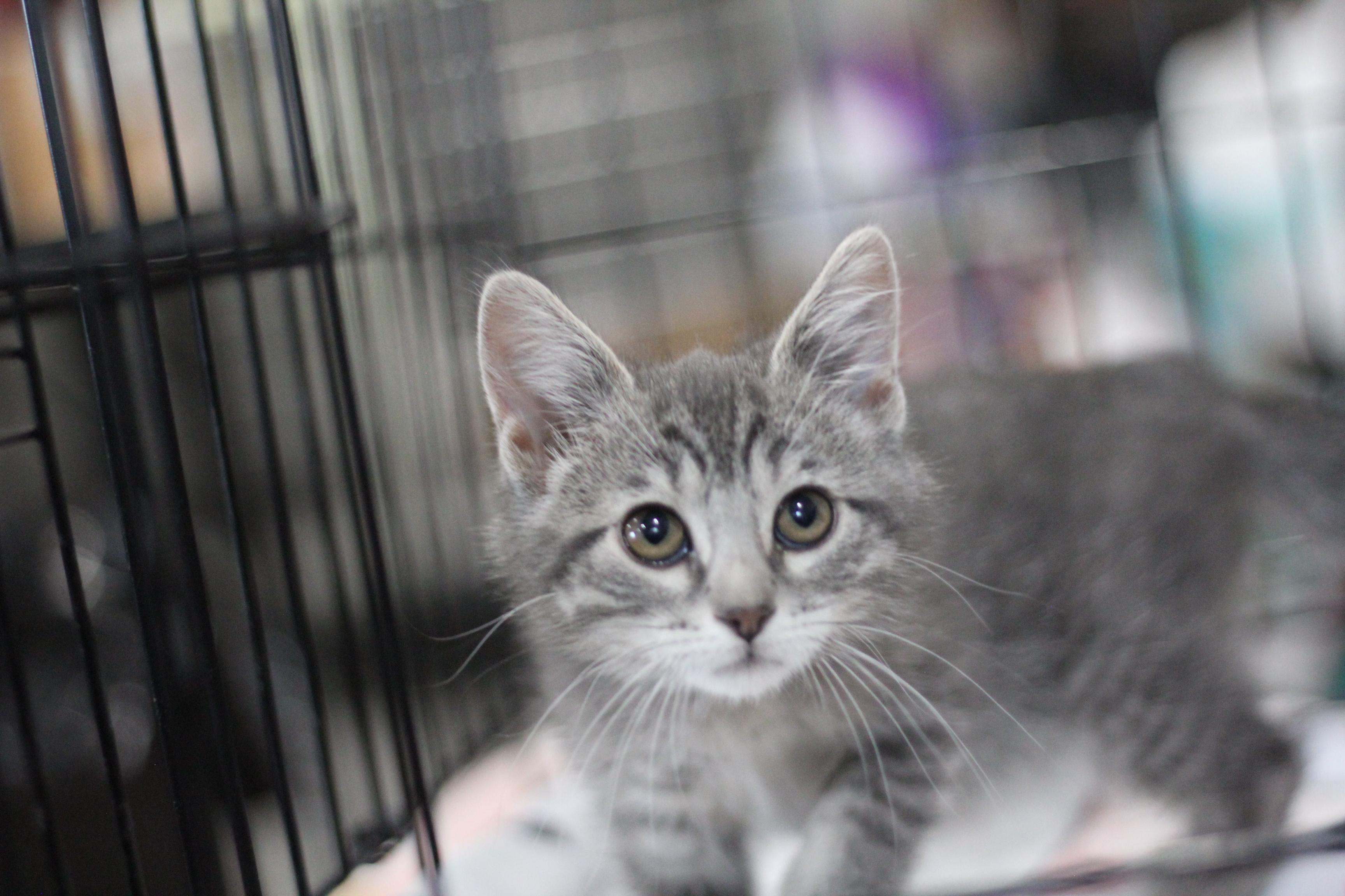 Enlarge Versace, an adopted Domestic Short Hair in Ottumwa, IA image 2/2