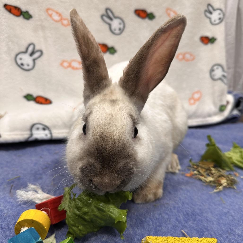 MewTwo, a Adoptable Bunny Rabbit in Puslinch, ON image 1/5