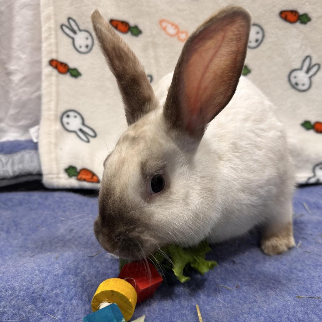 MewTwo, a Adoptable Bunny Rabbit in Puslinch, ON image 2/5