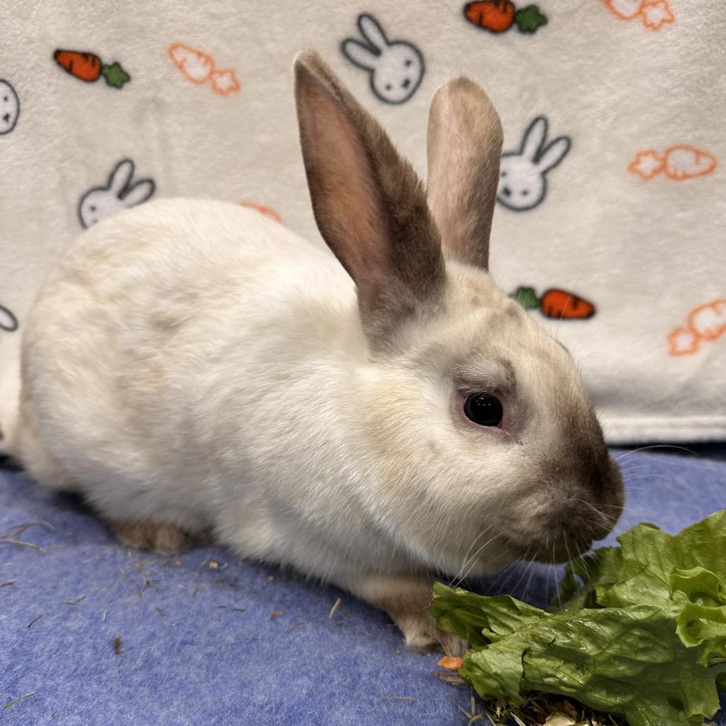 MewTwo, a Adoptable Bunny Rabbit in Puslinch, ON image 3/5